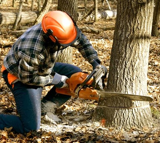 Tree Removal in Pomona, KS